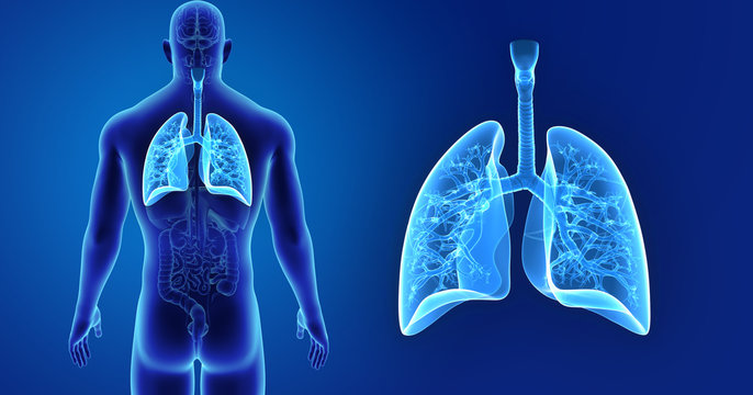 Lungs zoom with organs posterior view