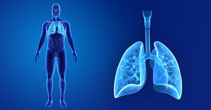 Lungs zoom with organs anterior view