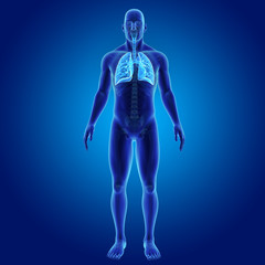 Lungs with skeleton anterior view