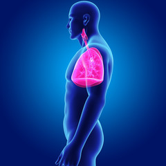 Lungs with body lateral view.