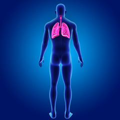 Lungs with body posterior view