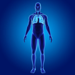 Lungs with body anterior view