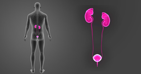 Urinary system zoom with skeleton posterior view