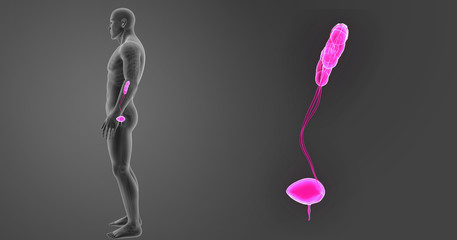 Urinary system zoom with skeleton lateral view