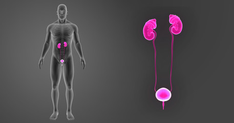 Urinary system zoom with skeleton anterior view