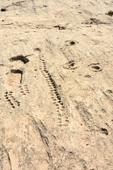 Ancient dot carvings at Jebel Jassassiyeh site in Northern Qatar.