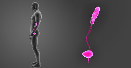 Urinary system zoom with body lateral view