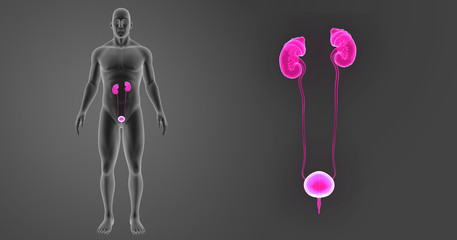 Urinary system zoom with body anterior view