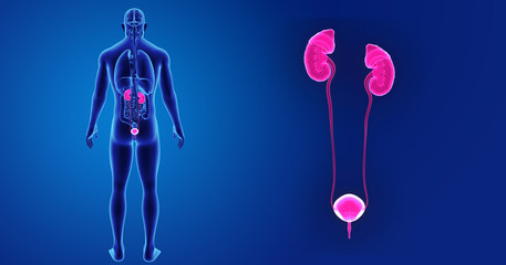 Fototapeta premium Urinary system zoom with organs posterior view