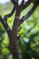 Cicale sugli alberi in estate in Salento