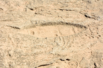 Ancient petroglyph depicting fish in Jebel Jassassiyeh in Northern Qatar.