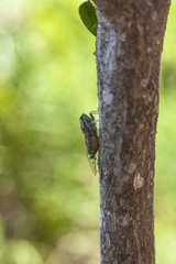 Cicale sugli alberi in estate in Salento