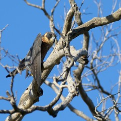 Hawk Stretching