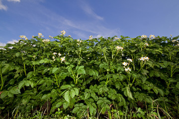 Fototapeta na wymiar Potato plants with flowers under a blue sky