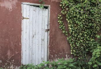 wooden door and ivy leaves on wall