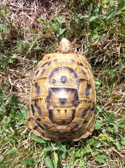 tortle