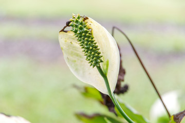 white wild flower with leaf