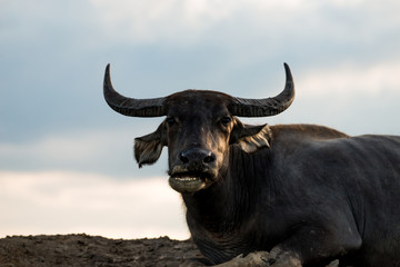 Water buffaloes in wetlands Thale Noi, one of the country's largest wetlands covering Phatthalung,...