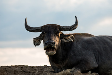 Naklejka premium Water buffaloes in wetlands Thale Noi, one of the country's largest wetlands covering Phatthalung, Nakhon Si Thammarat and Songkhla ,South of THAILAND.
