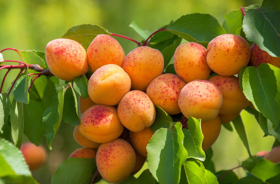 Ripe apricots on tree branch