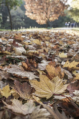 dried autumn leaves in a park