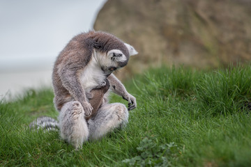 A ring tailed lemur with its baby suckling  mother and child
