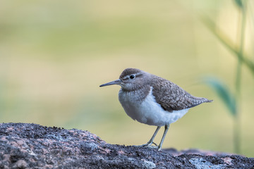 Sandpiper