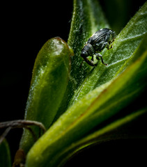 Litlle  bug on leaf