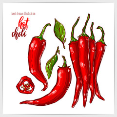 Vector illustration of colorful hand drawn chili peppers. Whole and sliced.