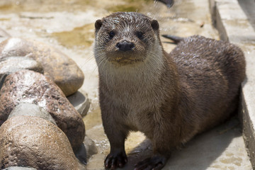 River otter Close-up