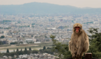 Naklejka premium Calm Japanese Macaque monkey sits with back to Kyoto landscape in Asia with mountains in the background