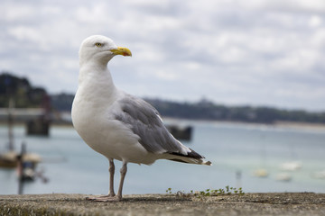 Goeland