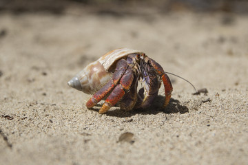 Pagure Bernard L'hermite 