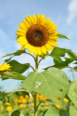 Yellow big sunflower and blue sky