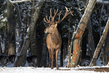 Naklejka na ściany i meble Winter Wildlife Landscape With Great Red Deer (Cervus elaphus).Magnificent Noble Deer On The Edge Of Winter Forest.Deer Breathing Fresh Air.Beautiful Stag Close-Up, Artistic View. Trophy Buck, Belarus