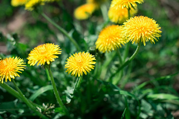 Yellow Taraxacum officinale in the grass