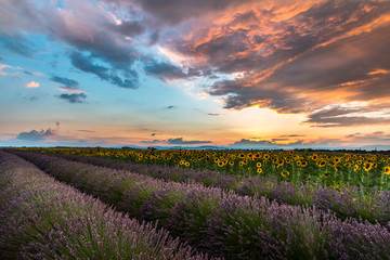 Obraz premium Sunset Valensole