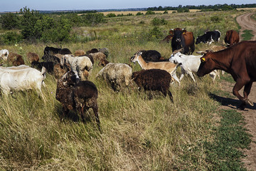 Goats in a meadow