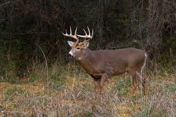 White-tailed deer buck walking in the forest during the autumn  rut in Canada