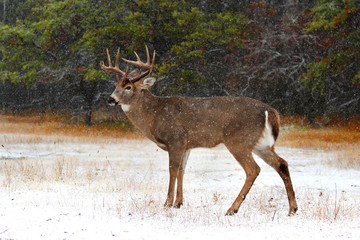 Fototapeta premium White-tailed deer buck in the snow in the forest in Ottawa, Canada