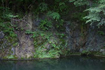 Wall of Plants