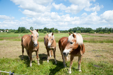 Haflinger Pferde auf Koppel in Sonne