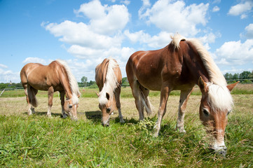Haflinger Pferde auf Koppel in Sonne