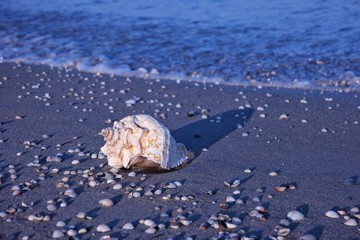 A large seashell on the seashore