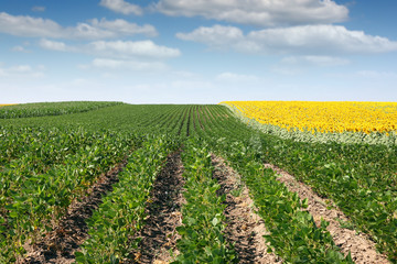 Fototapeta na wymiar soybean and sunflower field summer season