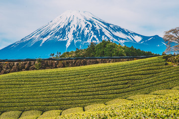 Fototapeta premium Terraced green tea fields with snow-capped Mount Fuji,Green tea fields and Mount Fuji,mt.Fuji in kawaguchiko lake,Kawaguchiko lake of Japan,Mount Fuji, Kawaguchi Lake, Japan