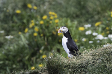 Atlantic Puffin on Grimsey Island in Iceland