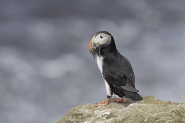 Atlantic Puffin on Grimsey Island in Iceland