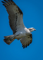 Eastern Osprey