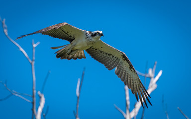Eastern Osprey